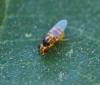 Thaumatomyia notata